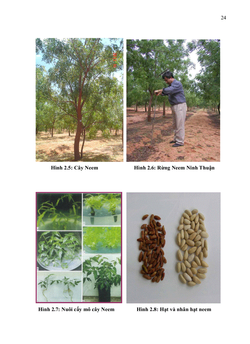 image for page Đánh giá ảnh hưởng của chế phẩm phối trộn giữa dịch chiết từ nhân hạt xoan chịu hạn Azadirachta indica A Juss trồng tại Việt Nam và Cypermethrin đối với sâu xanh Heliothis armigera