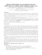 Bệnh viêm khớp do staphylococcus trên đàn gà giống thịt Arbor acres AA