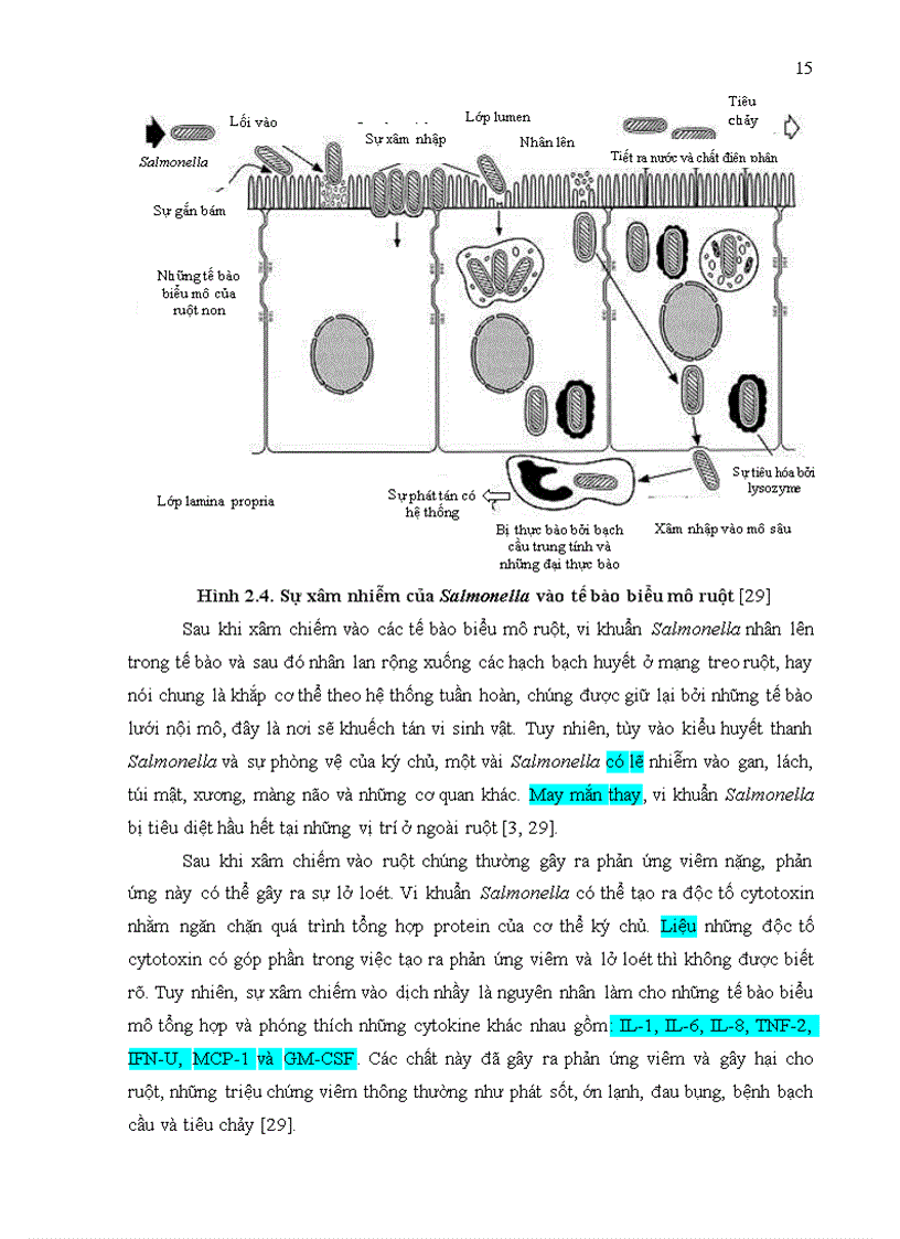 image for page Nghiên cứu khả năng gây bệnh cho chuột ở các chủng salmonella có nguồn gốc từ bệnh phẩm thực phẩm