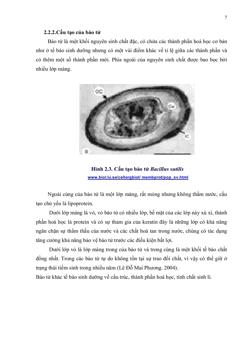 image for page Khảo sát điều kiện nuôi cấy và sinh bào tử vi khuẩn Bacillus subtilis