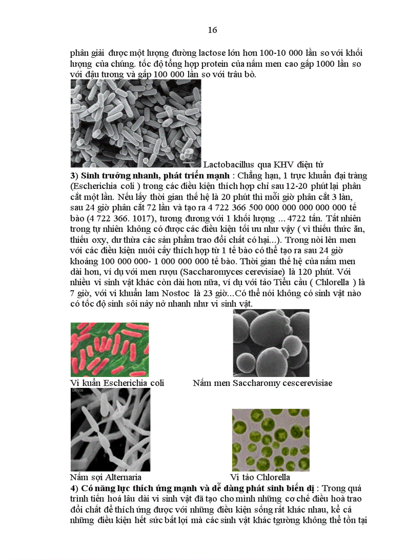 image for page Lược sử nghiên cứu Vi sinh vật học Cấu trúc tế bào vi khuẩn