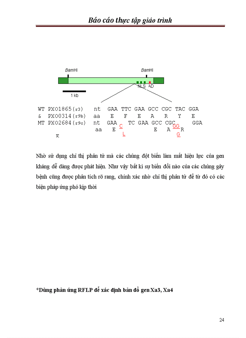 image for page Chọn tạo giống lúa kháng bạc lá trong hệ thống lúa lai hai dòng