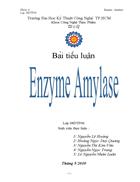 Tổng quan về Enzyme Amylase