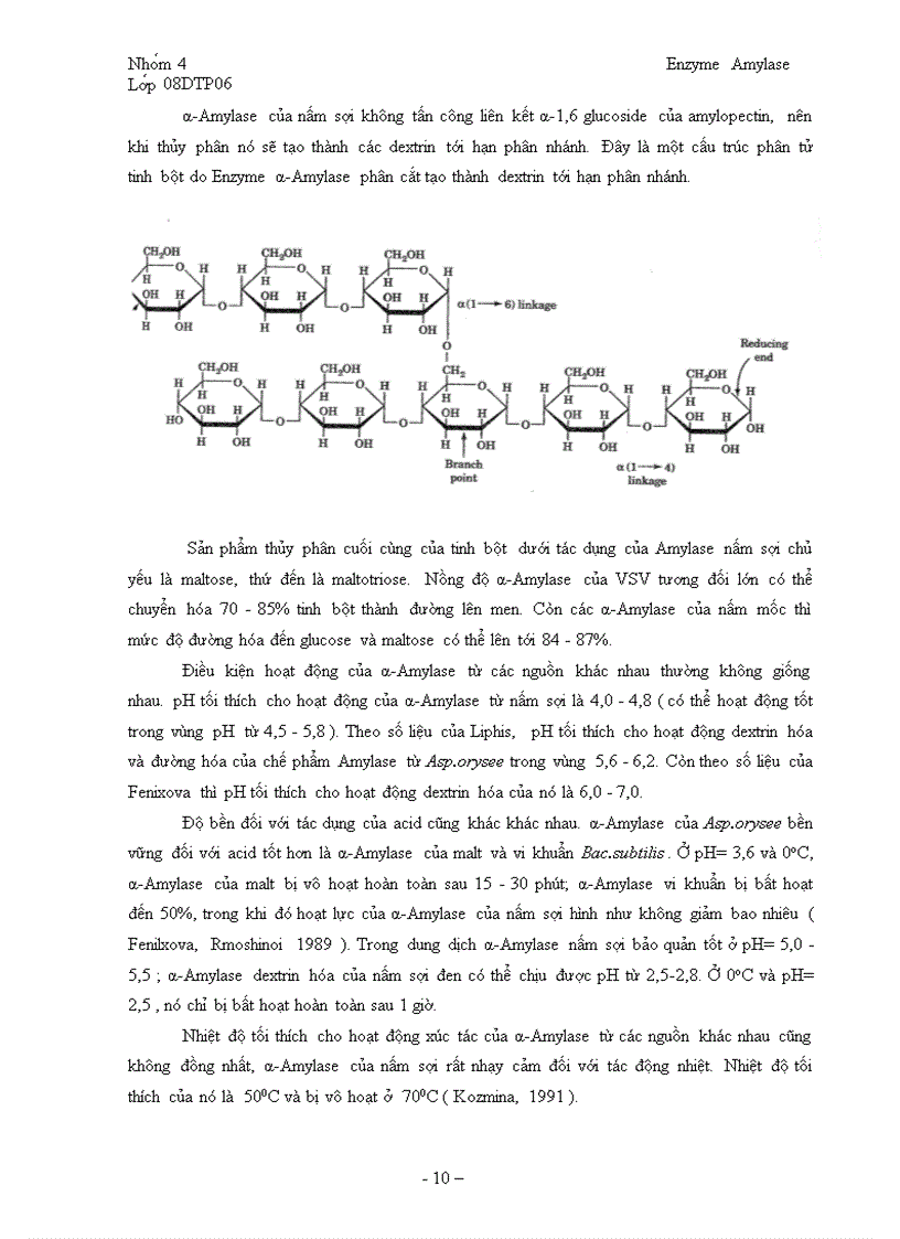 image for page Tổng quan về Enzyme Amylase