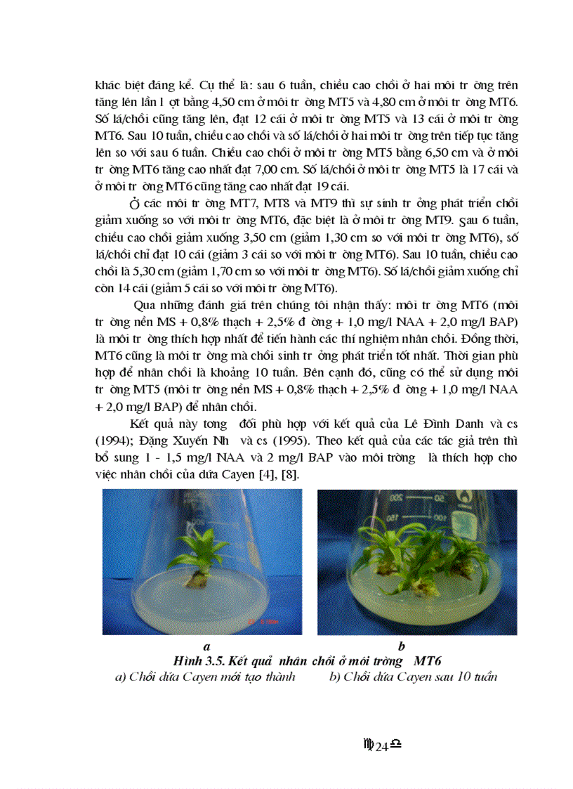 image for page Nhân giống in vitro dứa Cayen