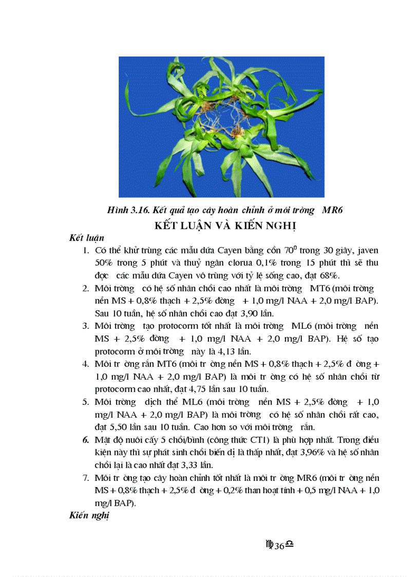 image for page Nhân giống in vitro dứa Cayen