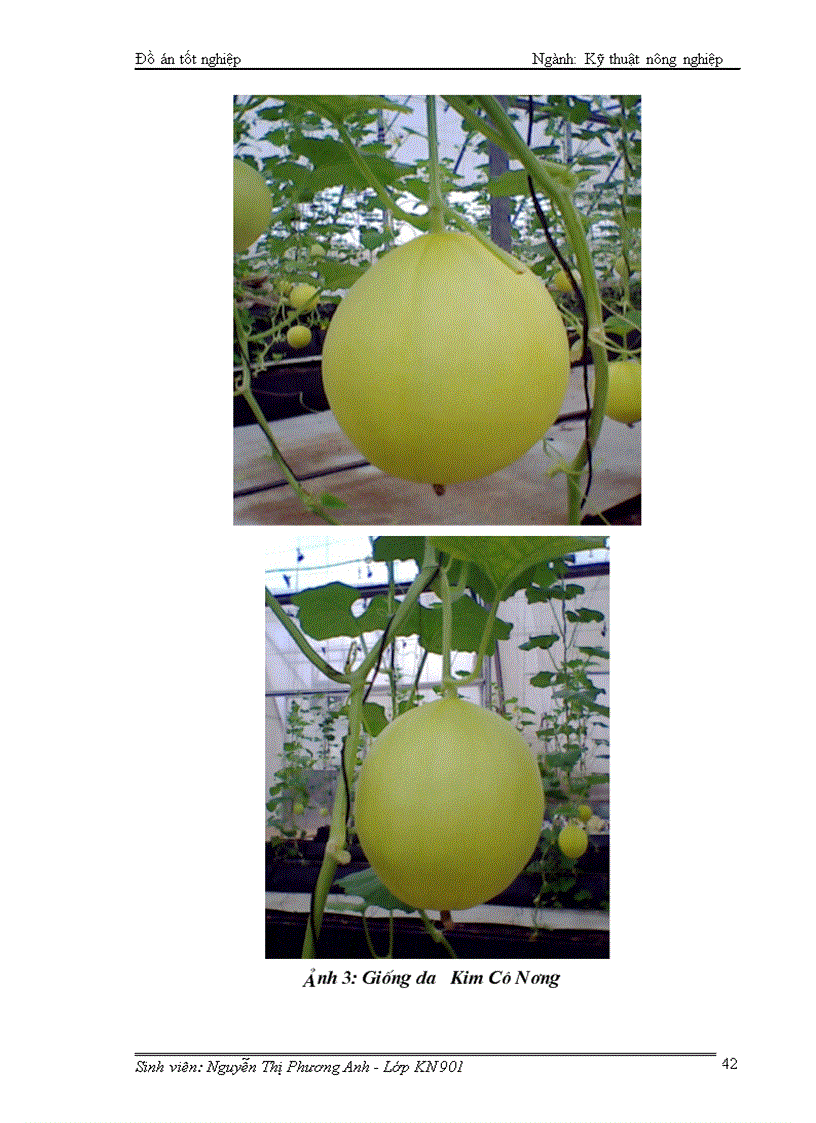 image for page Nghiên cứu ảnh hưởng của một số loại phân bón sinh học Bio plant pro plant fish plus bloom đến sự sinh trưởng phát triển và năng suất chất lượng dưa Kim Cô Nương trồng trong nhà kính vụ Xuân Hè