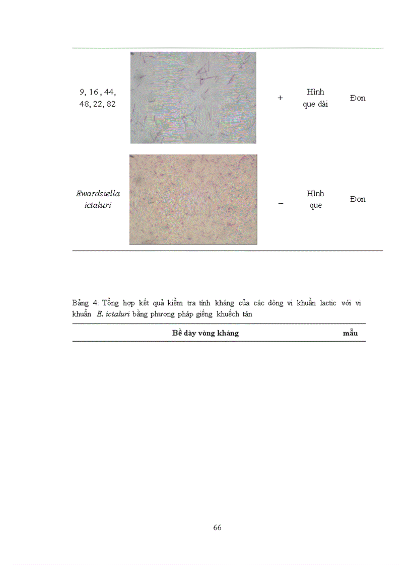 image for page Luâ n văn Tìm một số dòng vi khuẩn lactic kháng vi khuẩn Edwardsiella ictaluri