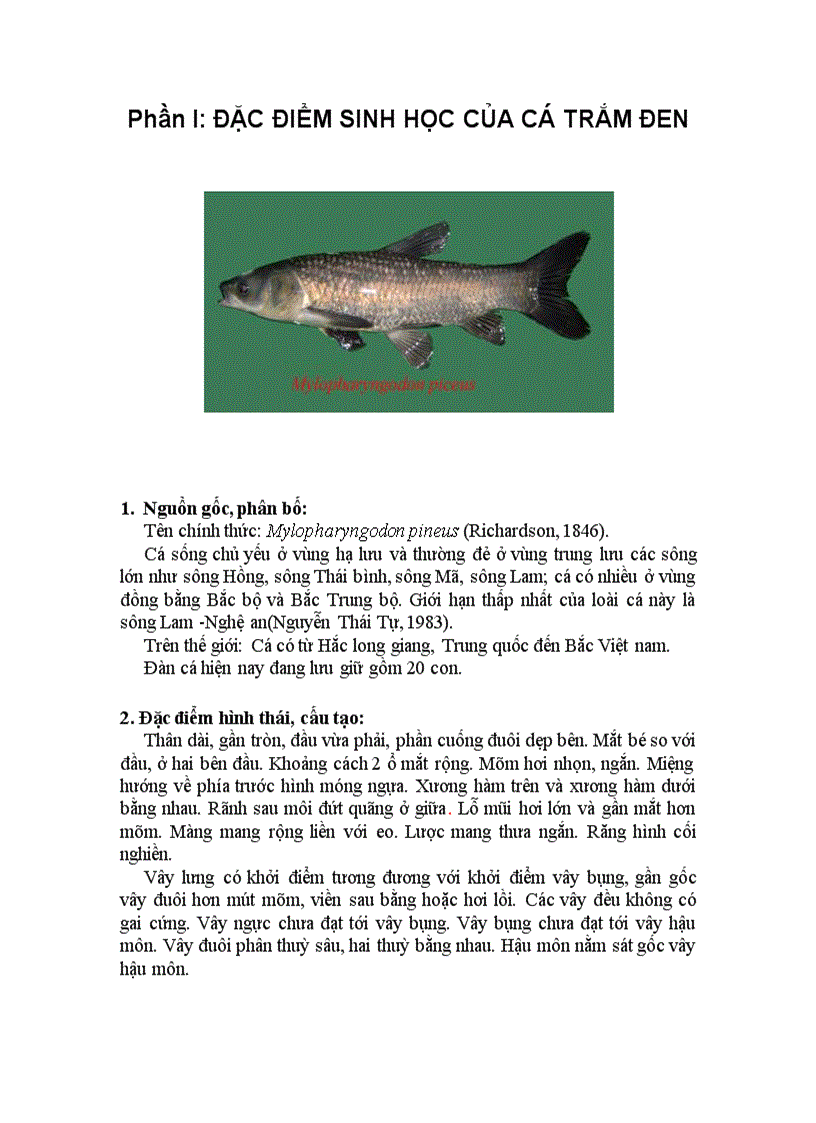 Kĩ thuật nuôi cá trắm đen