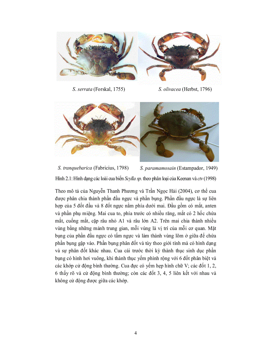 image for page Ương nuôi ấu trùng cua biển Scylla paramamosain 2 giai đoạn ZOEA 1 đến ZOEA 5 và ZOEA 5 đến CUA 1 với các mật độ và quy mô khác nhau