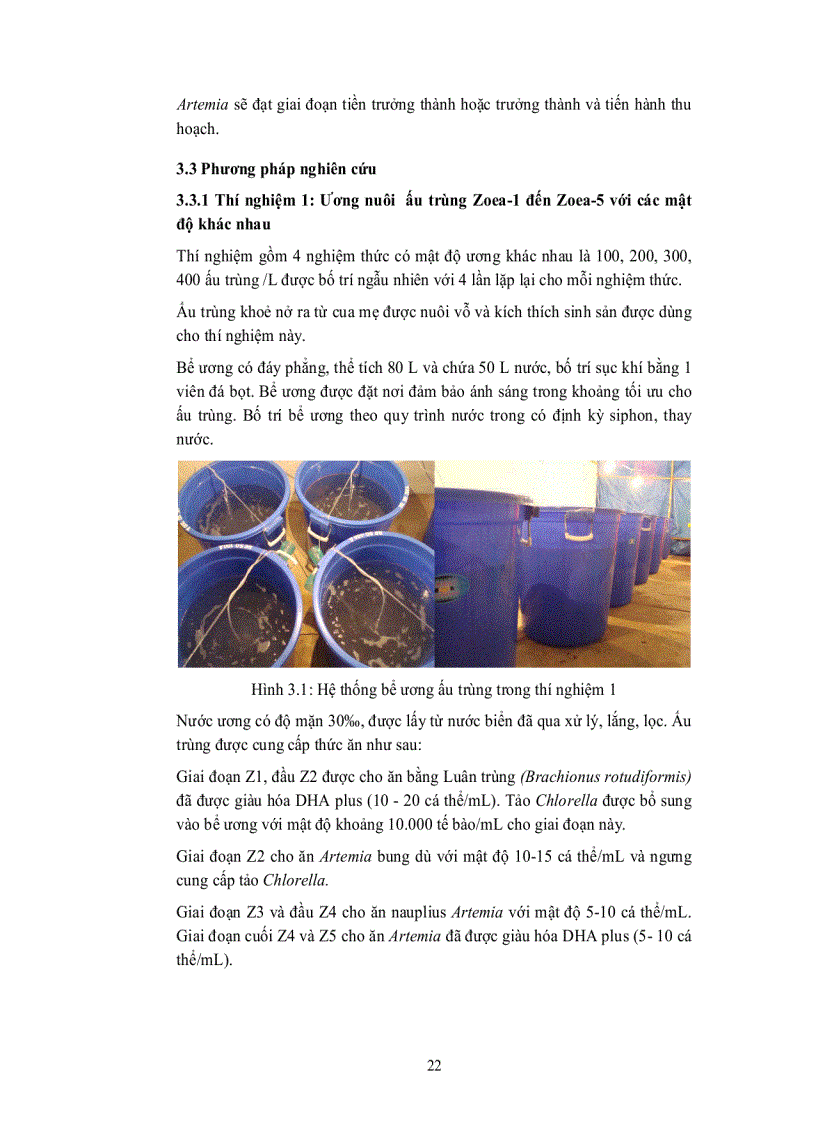 image for page Ương nuôi ấu trùng cua biển Scylla paramamosain 2 giai đoạn ZOEA 1 đến ZOEA 5 và ZOEA 5 đến CUA 1 với các mật độ và quy mô khác nhau