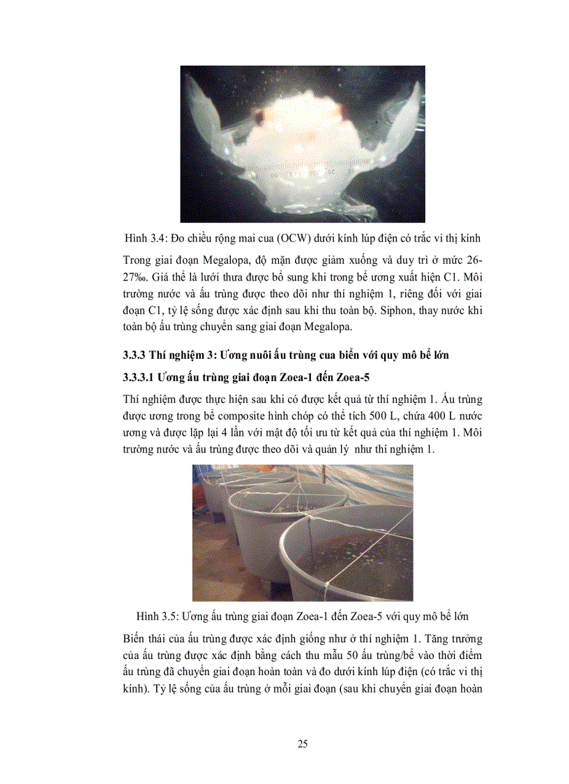 image for page Ương nuôi ấu trùng cua biển Scylla paramamosain 2 giai đoạn ZOEA 1 đến ZOEA 5 và ZOEA 5 đến CUA 1 với các mật độ và quy mô khác nhau