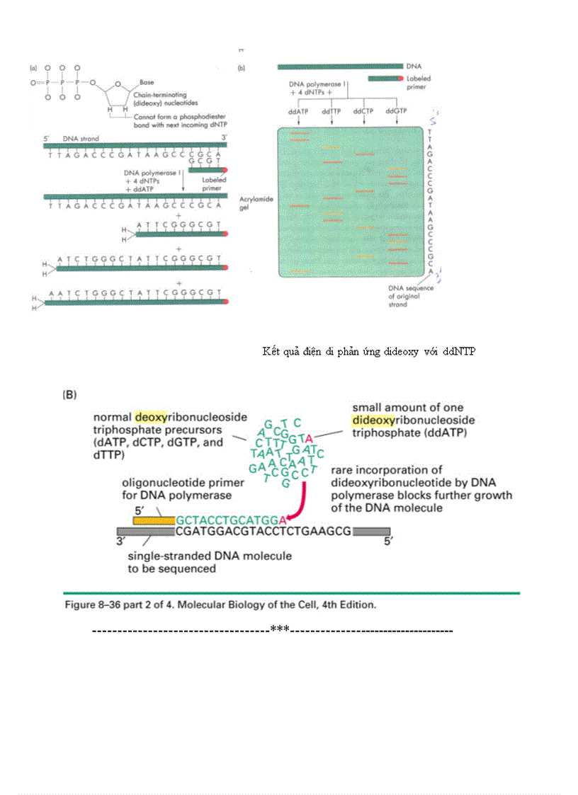 image for page Phương pháp xác định trình tự axit nucleic bằng phương pháp của sanger