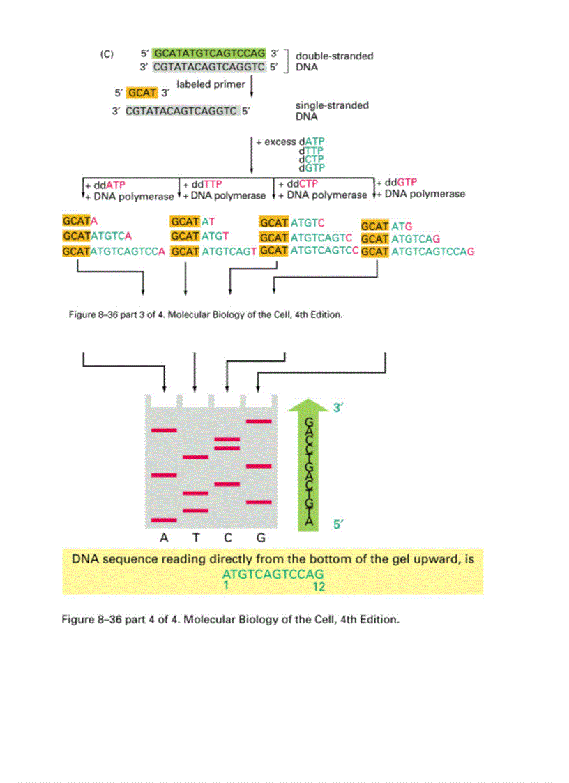 image for page Phương pháp xác định trình tự axit nucleic bằng phương pháp của sanger