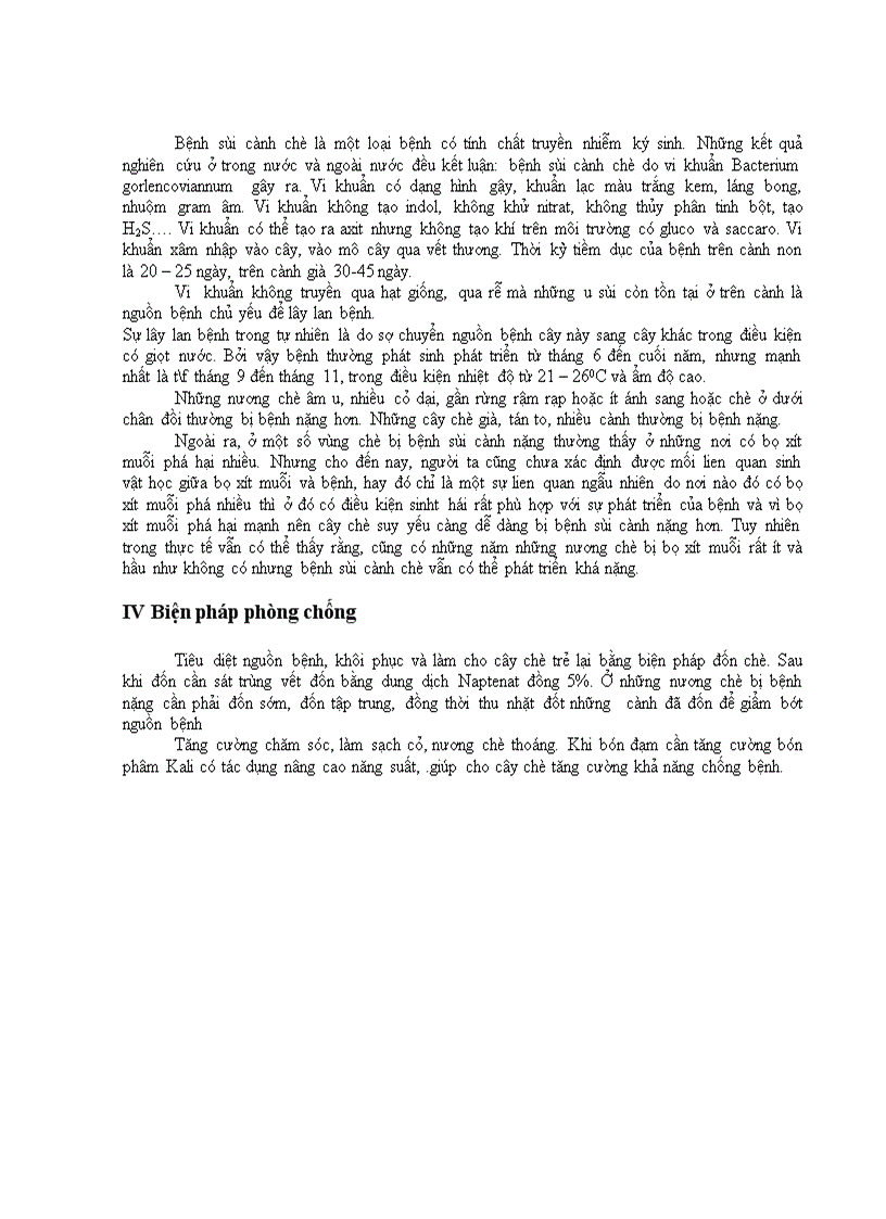 image for page Bệnh sùi cành chè Bacterium sp