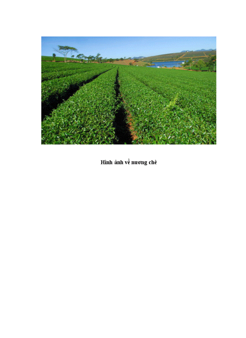 image for page Bệnh sùi cành chè Bacterium sp