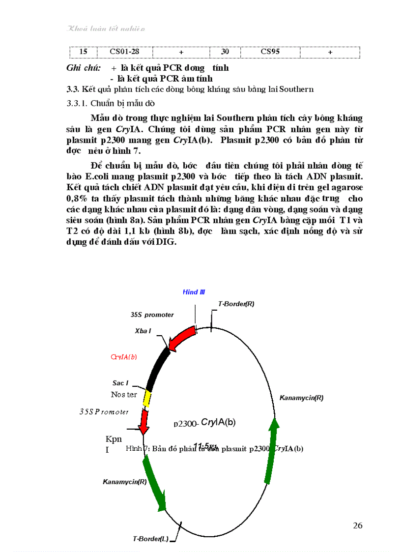 image for page Nghiên cứu bước đầu về sử dụng kỹ thuật lai Southern trong phân tích cây chuyển gen