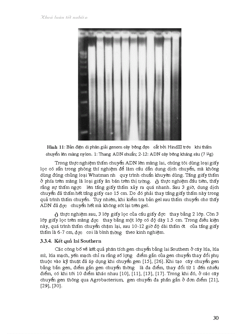 image for page Nghiên cứu bước đầu về sử dụng kỹ thuật lai Southern trong phân tích cây chuyển gen