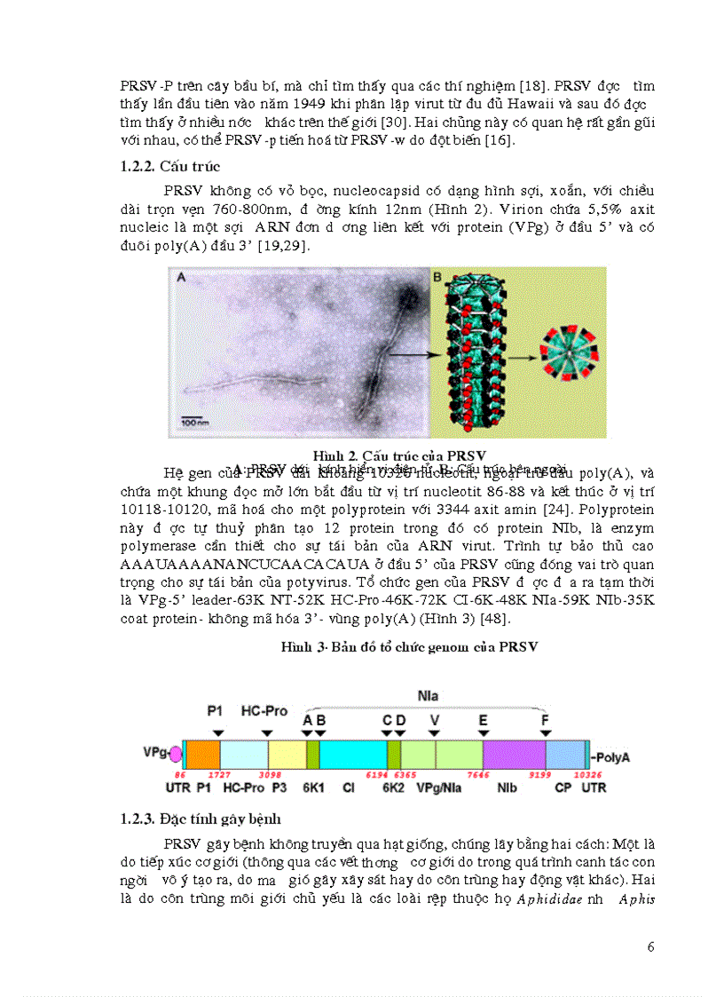 Tách dòng xác định và so sánh trình tự gen mã hoá Nuclear Inclusion Body protein NIb của một số dòng virus gây bệnh đốm vòng trên cây đu đủ Papaya Ringspot virus PRSV ở Việt Nam
