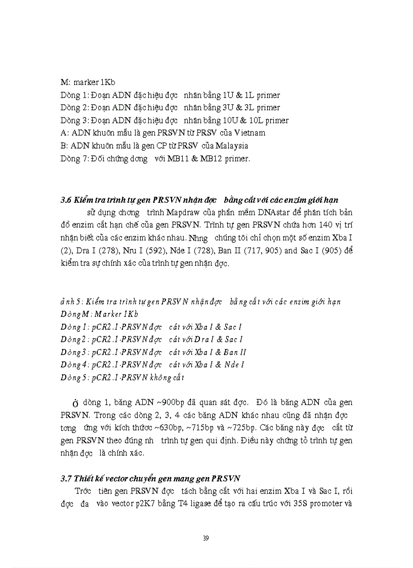 image for page Tách dòng và thiết kế vector chuyển gen của gen mã hoá protein vỏ coat protein từ virus gây bệnh đốm vòng cây đu đủ PRSV ở việt nam