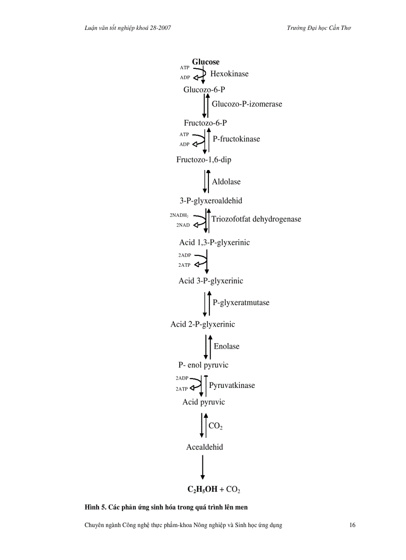image for page Sử dụng chế phẩm sinh học trong sản xuất rượu vang mít