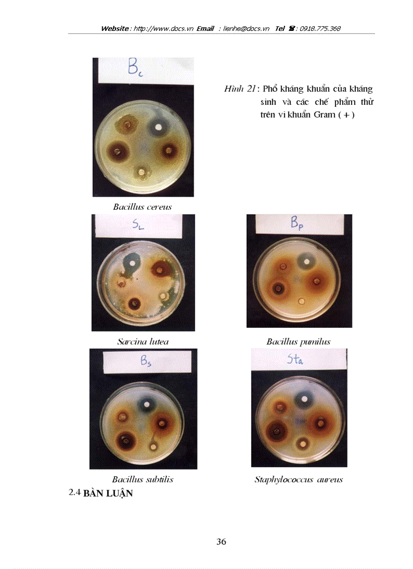 image for page Nghiên cứu thành phần hoá học và tác dụng kháng kháng khuẩn của phương thuốc TAM HOÀNG THANG
