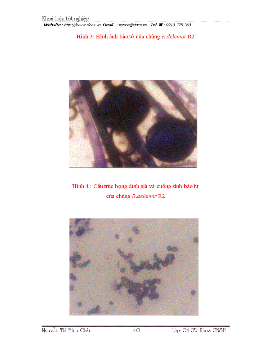 image for page Phân lập và tuyển chọn các chủng vi khuẩn và vi nấm có khả năng khử aflatoxin nhiễm trên ngô lạc ở mức độ cao