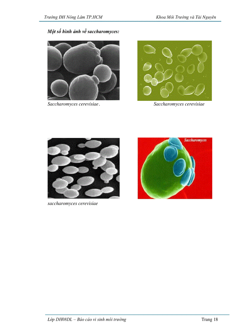 image for page Ứng dụng vi sinh vật trong sản xuất bánh mì