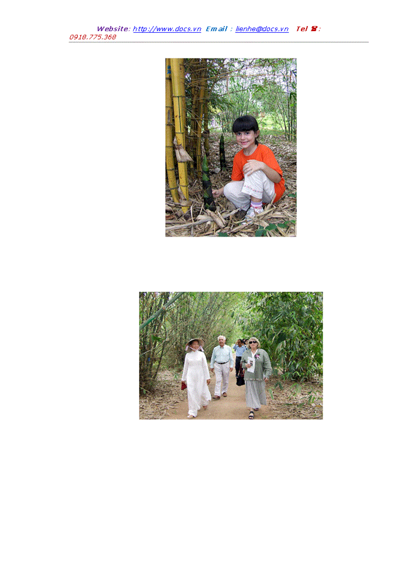 image for page Cây tre biểu tượng văn hóa Việt Nam