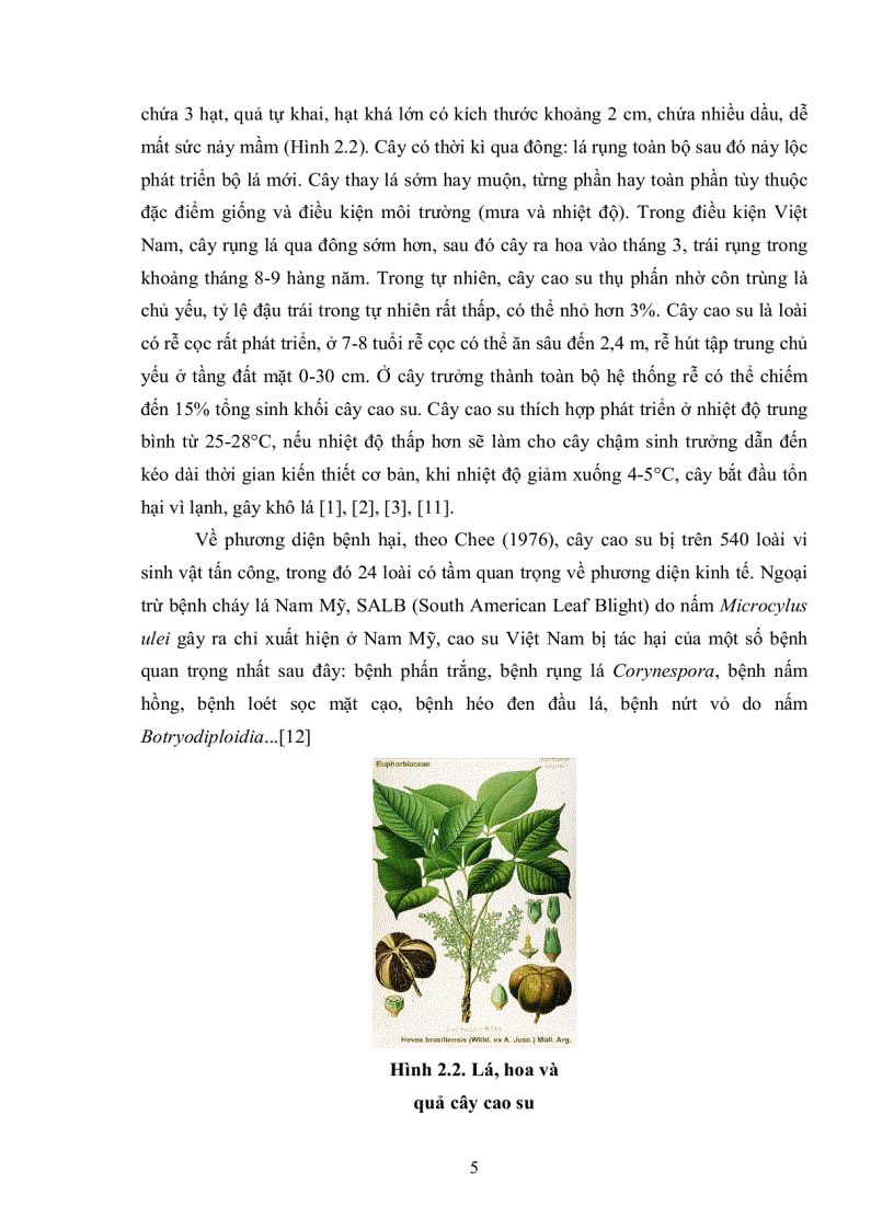 image for page Khảo sát đặc điểm sinh học và chu trình phát triển của loài tầm gửi Macrosolen cochinchinensis trên cây cao su Hevea Brasilentisis