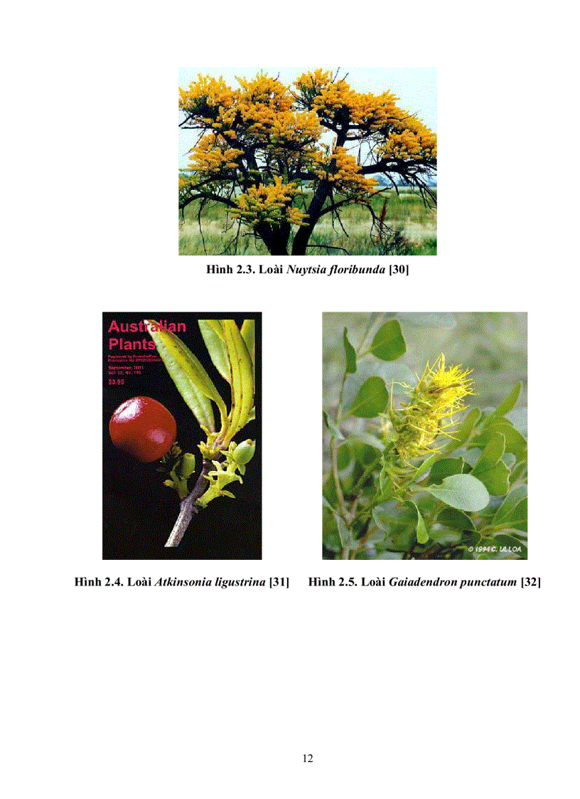 image for page Khảo sát đặc điểm sinh học và chu trình phát triển của loài tầm gửi Macrosolen cochinchinensis trên cây cao su Hevea Brasilentisis