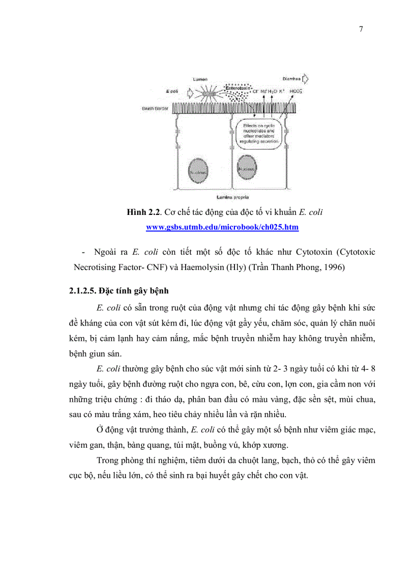 image for page Phân lập vi khuẩn Bacillus subtilis từ đất và khảo sát tính đối kháng với vi khuẩn E Coli gây bệnh tiêu chảy trên heo