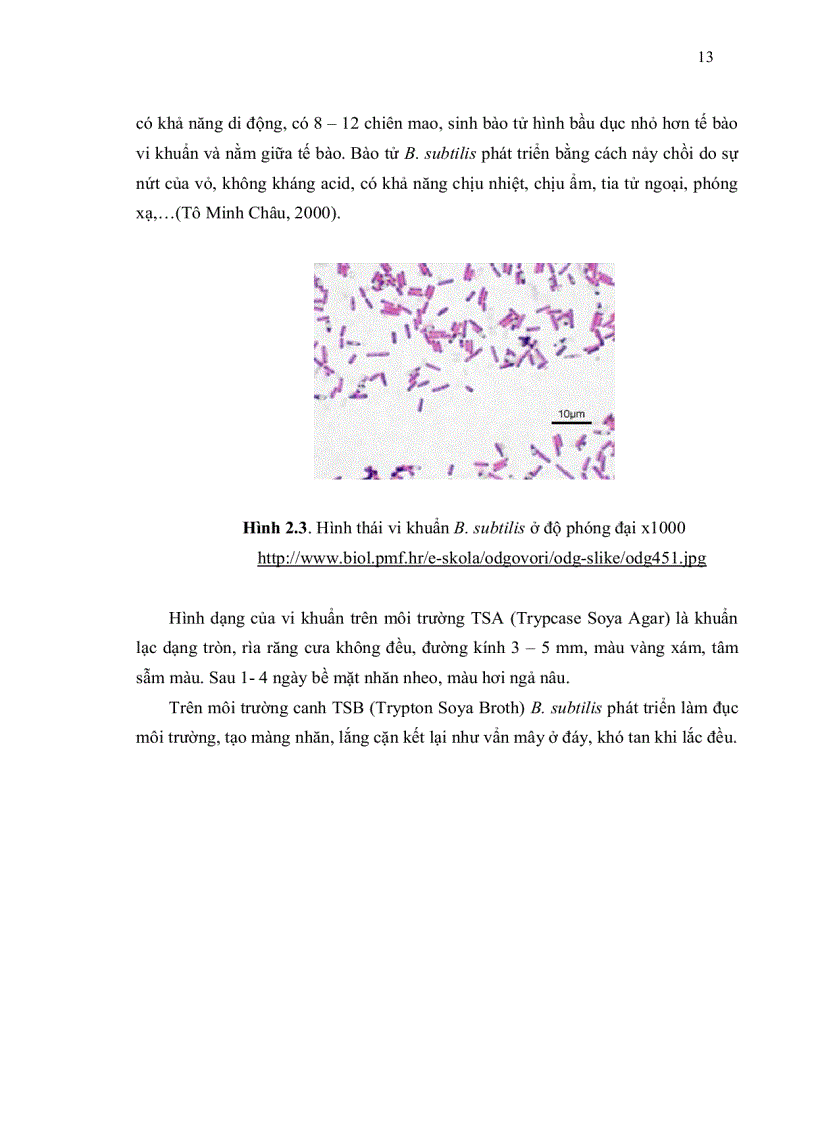 image for page Phân lập vi khuẩn Bacillus subtilis từ đất và khảo sát tính đối kháng với vi khuẩn E Coli gây bệnh tiêu chảy trên heo