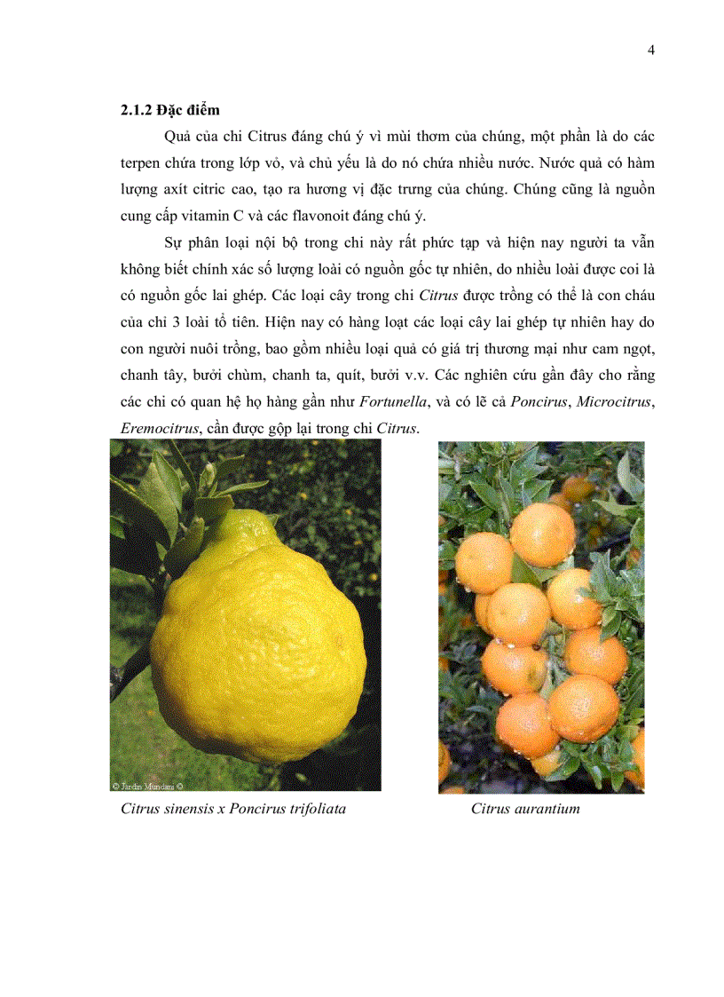 image for page KHAI THÁC DỮ LIỆU ESTs EXPRESSED SEQUENCE TAGs Ở CHI CAM CHANH CITRUS CHO VIỆC PHÁT TRIỂN MARKER PHÂN TỬ SSR SIMPLE SEQUENCE REPEATS