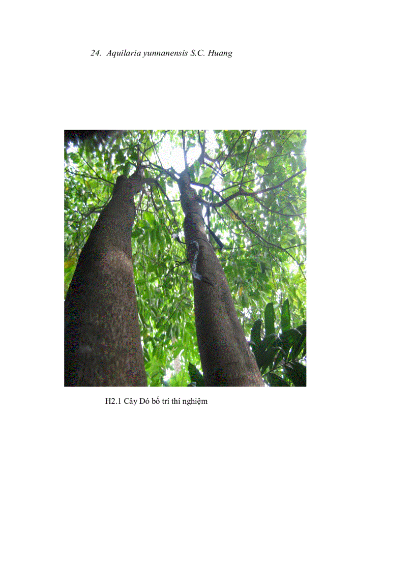 image for page Nghiên cứu gây tạo trầm hương trên cây dó bầu bằng phương pháp vi sinh và hóa học