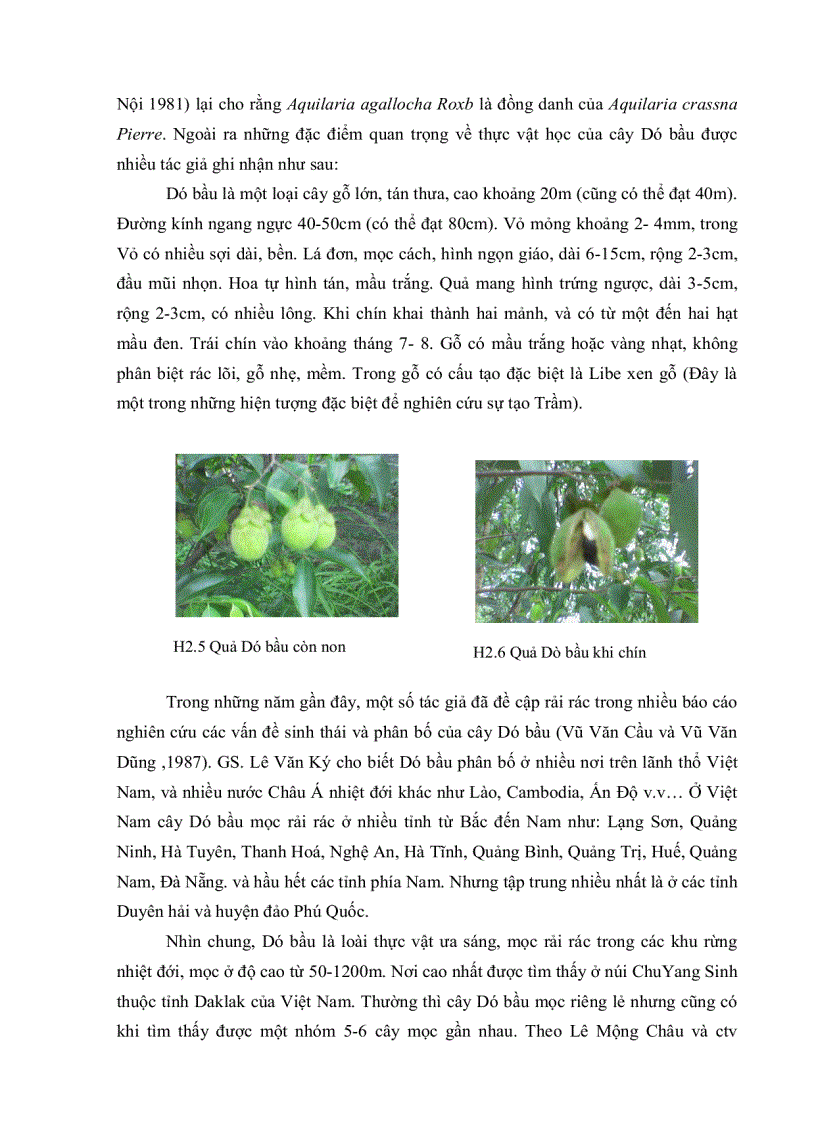 image for page Nghiên cứu gây tạo trầm hương trên cây dó bầu bằng phương pháp vi sinh và hóa học