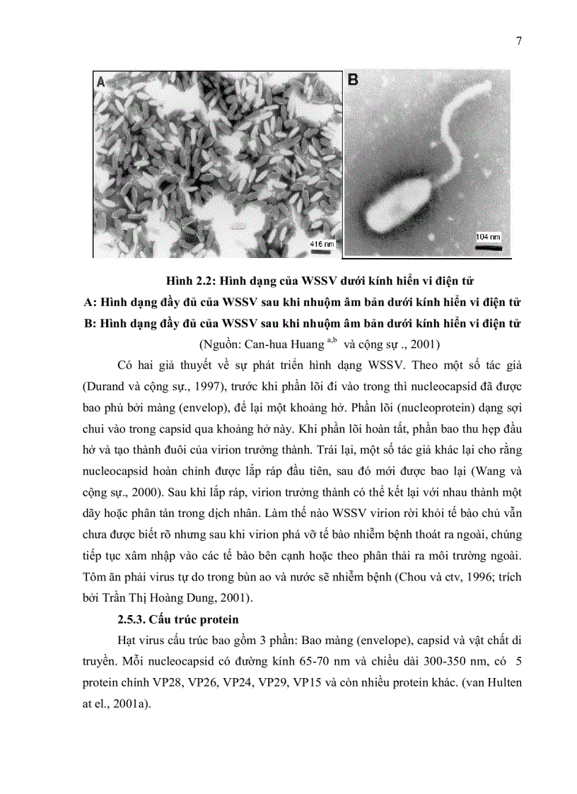 image for page XÁC ĐỊNH THÀNH PHẦN PROTEIN CỦA VIRUS GÂY HỘI CHỨNG ĐỐM TRẮNG NHÂN SINH KHỐI TRONG TẾ BÀO CÔN TRÙNG SEPODOTERA FRUGIPERDA Sf9 NUÔI CẤY IN VITRO