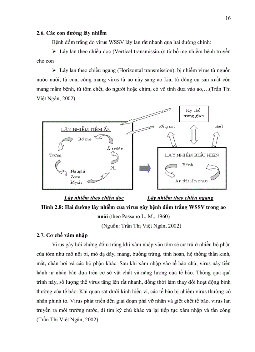 image for page XÁC ĐỊNH THÀNH PHẦN PROTEIN CỦA VIRUS GÂY HỘI CHỨNG ĐỐM TRẮNG NHÂN SINH KHỐI TRONG TẾ BÀO CÔN TRÙNG SEPODOTERA FRUGIPERDA Sf9 NUÔI CẤY IN VITRO