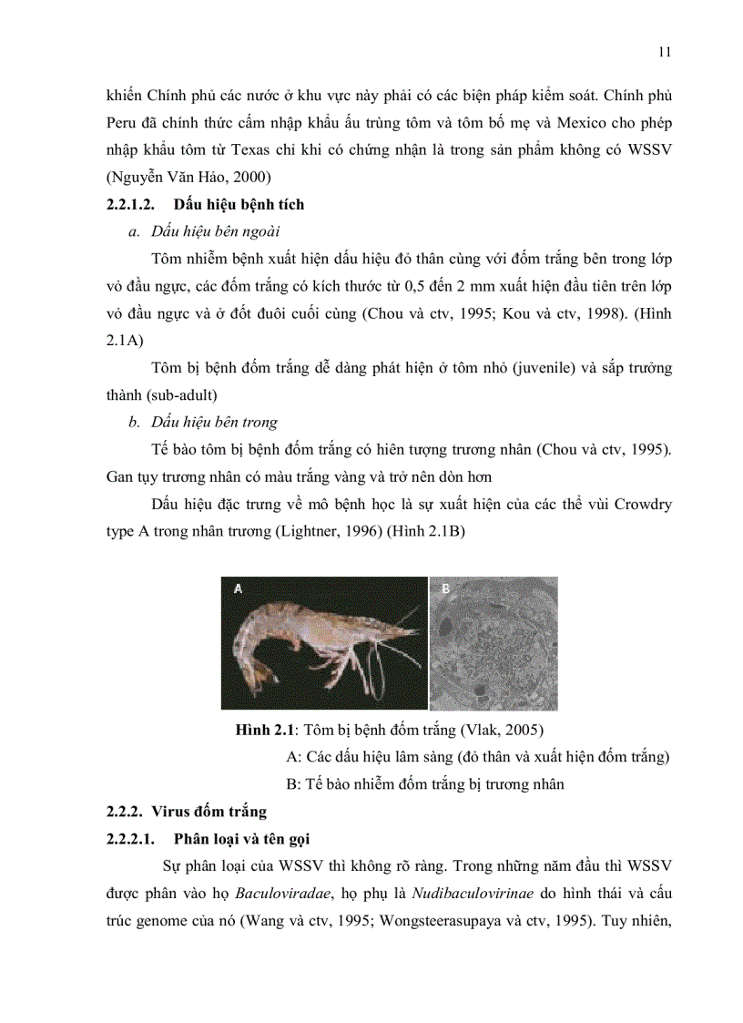 image for page Bước đầu khảo sát quá trình phát sinh bệnh pathogenesis của virus đốm trắng White Spot Syndrome Virus WSSV trên tôm sú Penaeus mondon