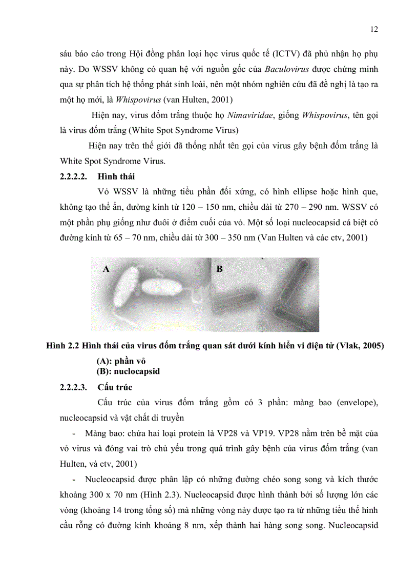 image for page Bước đầu khảo sát quá trình phát sinh bệnh pathogenesis của virus đốm trắng White Spot Syndrome Virus WSSV trên tôm sú Penaeus mondon