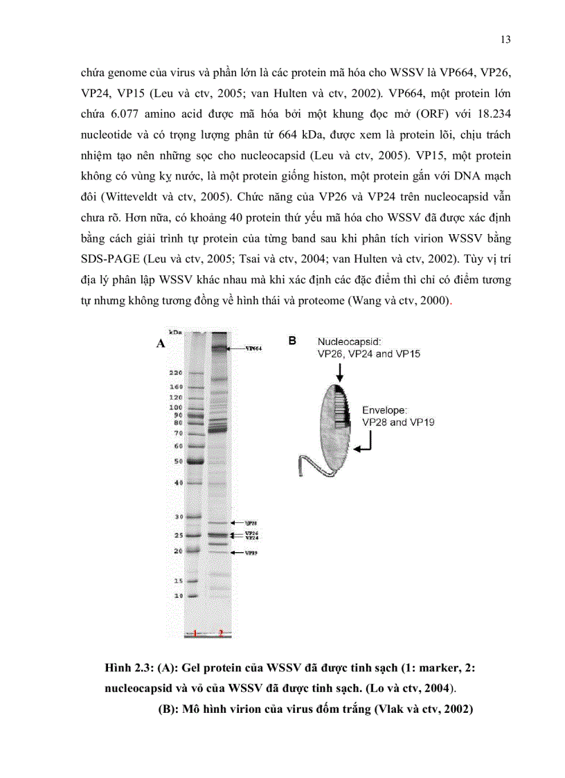 image for page Bước đầu khảo sát quá trình phát sinh bệnh pathogenesis của virus đốm trắng White Spot Syndrome Virus WSSV trên tôm sú Penaeus mondon