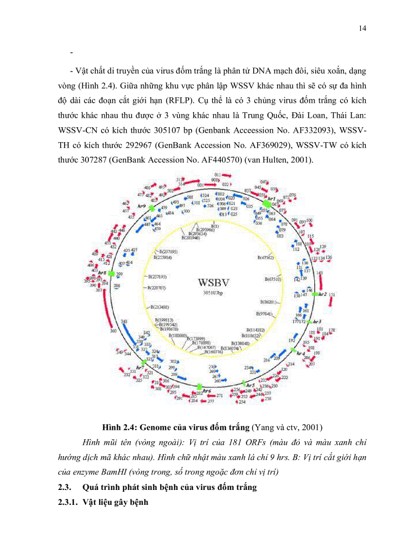 image for page Bước đầu khảo sát quá trình phát sinh bệnh pathogenesis của virus đốm trắng White Spot Syndrome Virus WSSV trên tôm sú Penaeus mondon