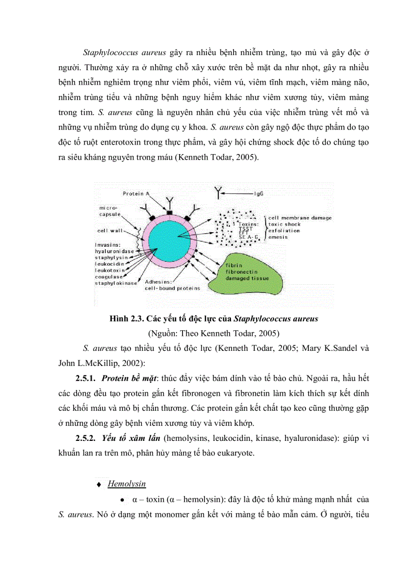 image for page KHẢO SÁT ĐẬM ĐỘ VÀ KHẢ NĂNG SINH ĐỘC TỐ CỦA VI KHUẨN Staphylococcus aureus TRÊN MÔI TRƯỜNG NUÔI CẤY