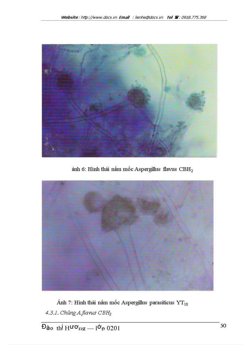 image for page Sự nhiễm nấm mốc và aflatoxin tự nhiên trên một số giống ngô lạc trồng ở một số tỉnh và khả năng phòng trừ bằng các chủng Aspergillus aflavus