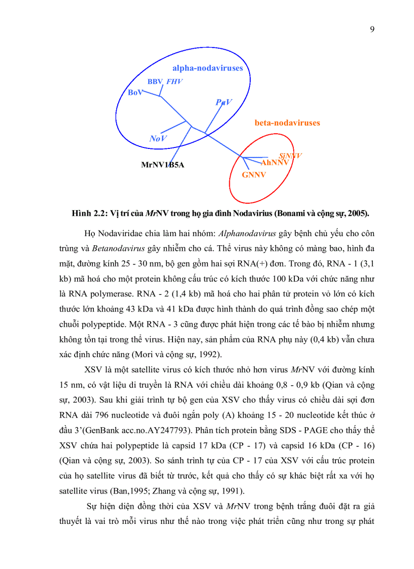 image for page ỨNG DỤNG KỸ THUẬT RT PCR XÁC ĐỊNH Macrobrachium rosenbergii NODAVIRUS MrNV VÀ EXTRA SMALL VIRUS XSV TRÊN TÔM CÀNG XANH Macrobrachium rosenbergii
