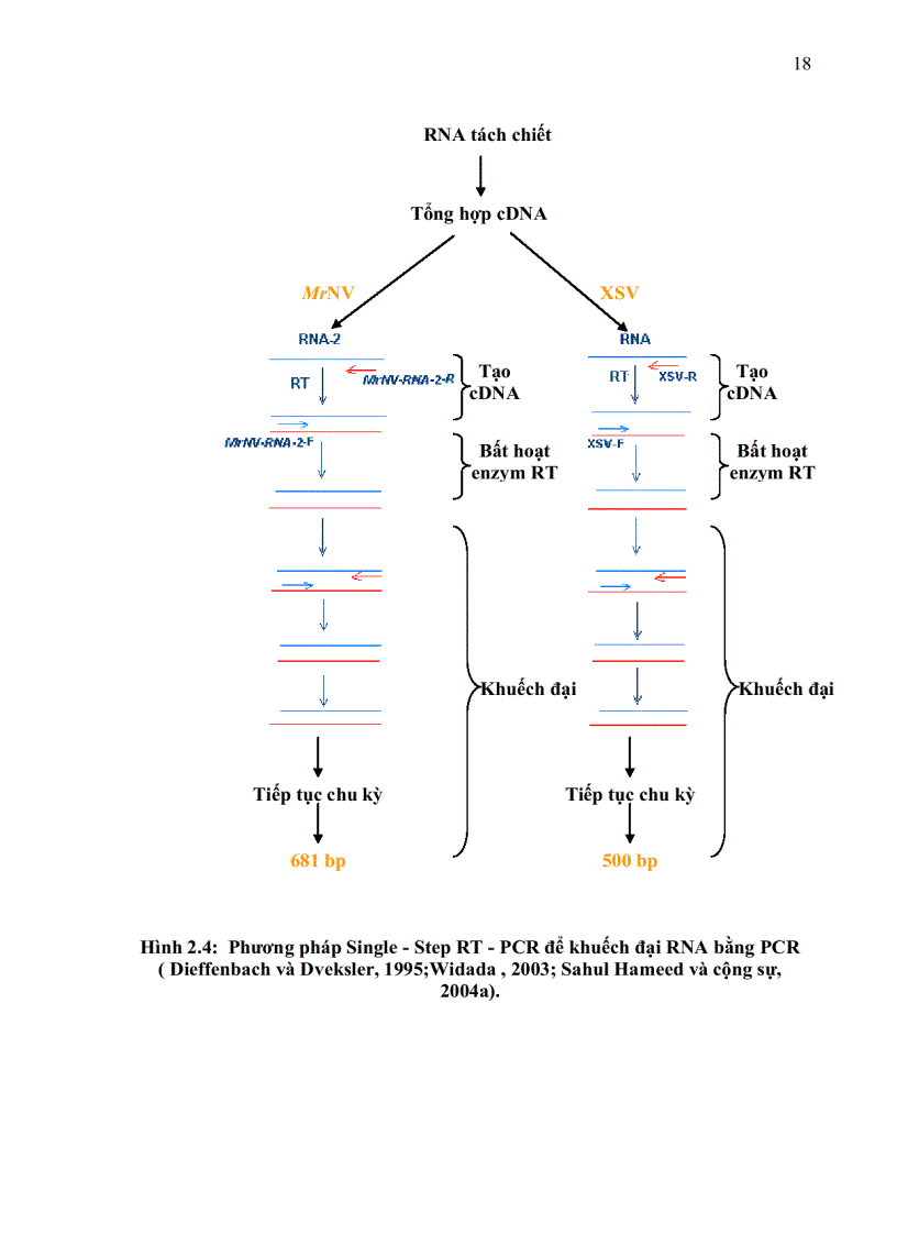 image for page ỨNG DỤNG KỸ THUẬT RT PCR XÁC ĐỊNH Macrobrachium rosenbergii NODAVIRUS MrNV VÀ EXTRA SMALL VIRUS XSV TRÊN TÔM CÀNG XANH Macrobrachium rosenbergii