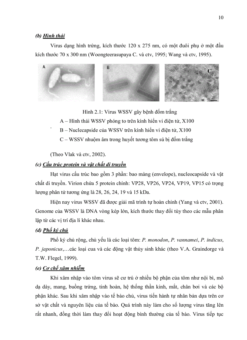 image for page ỨNG DỤNG PHƯƠNG PHÁP IN SITU HYBRIDIZATION ĐỂ CHẨN ĐOÁN MẦM BỆNH WSSV White Spot Syndrome Virus TRÊN TÔM SÚ Penaeus monodon VÀ TSV Taura Syndrome
