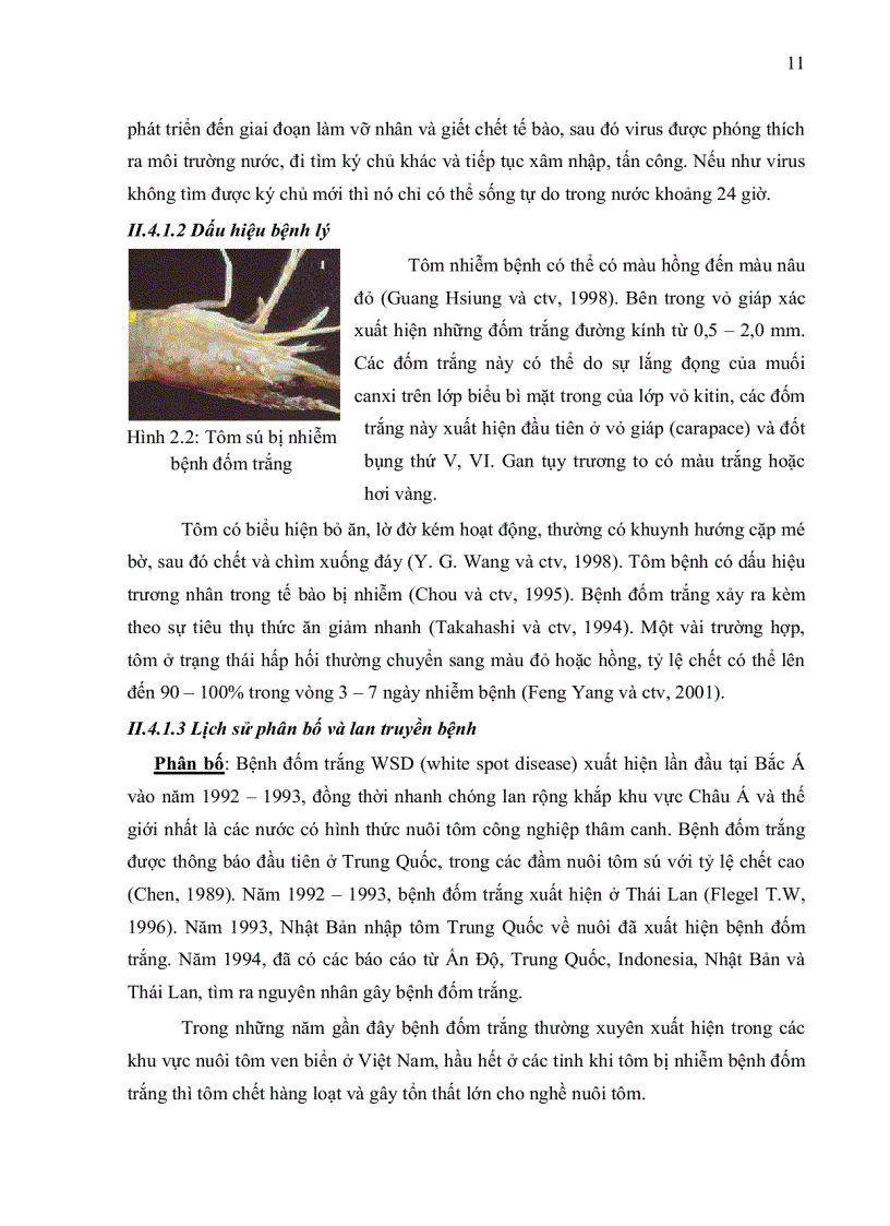 image for page ỨNG DỤNG PHƯƠNG PHÁP IN SITU HYBRIDIZATION ĐỂ CHẨN ĐOÁN MẦM BỆNH WSSV White Spot Syndrome Virus TRÊN TÔM SÚ Penaeus monodon VÀ TSV Taura Syndrome
