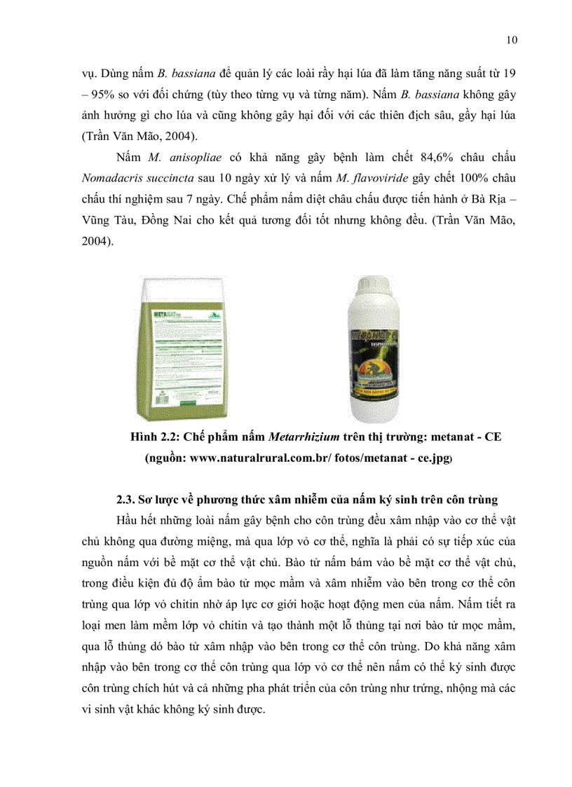 image for page XÁC ĐỊNH GEN GÂY ĐỘC VÀ TÍNH ĐA DẠNG DI TRUYỀN CỦA NẤM Metarrhizium anisopliae KÝ SINH TRÊN CÔN TRÙNG
