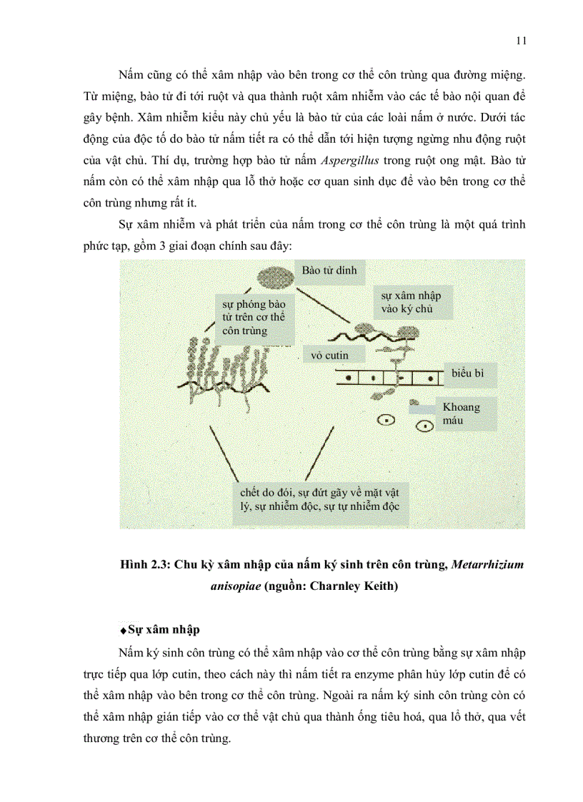 image for page XÁC ĐỊNH GEN GÂY ĐỘC VÀ TÍNH ĐA DẠNG DI TRUYỀN CỦA NẤM Metarrhizium anisopliae KÝ SINH TRÊN CÔN TRÙNG